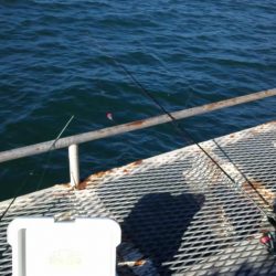 アジのサイズが少し大きくなってきました（下関フィッシングパーク）